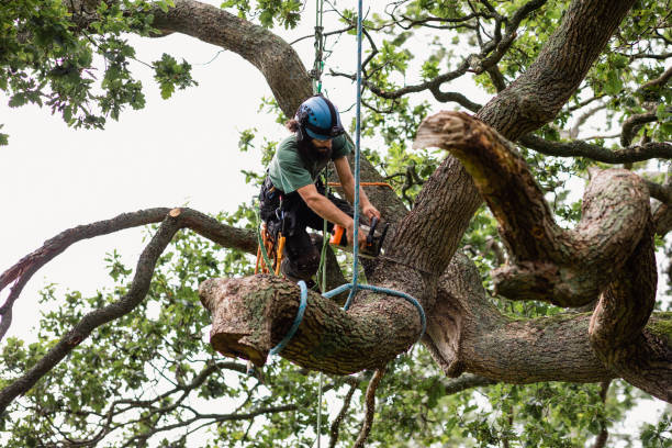 Tree and Shrub Care in Byram Center, NJ