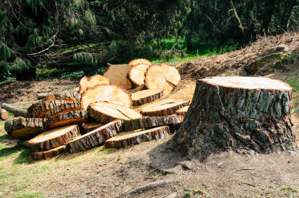 Professional Tree Removal Services in Byram Center, NJ